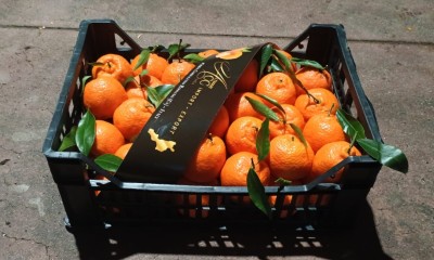 Foto Clementini Affogliati Calibro 1 Origine Italia Marchio Altimari	 1