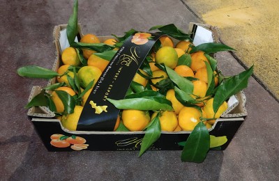 Foto Clementini Affogliati Calibro 2 Origine Italia Marchio Altimari 1