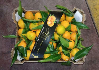 Foto Clementini Affogliati Calibro 2 Origine Italia Marchio Altimari 3