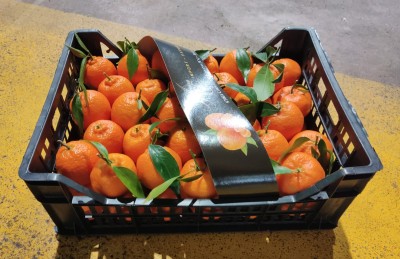 Foto Clementini Affogliati Calibro 2 Origine Italia Marchio Altimari  1