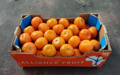 Foto Clementini Varietà Nadorcott Calibro 1x Origine Sud Africa Marchio  Alliance 1
