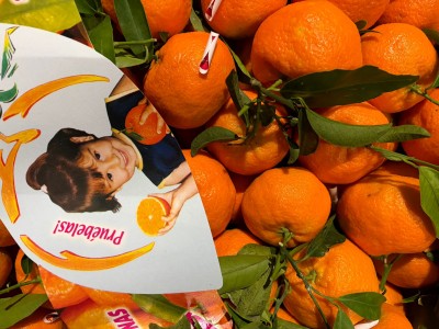 Foto Clementini Hernandina Calibro 2/3 Origine Spagna Marchio Lica 2