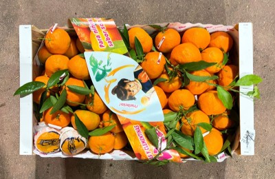 Foto Clementini Hernandina Calibro 2/3 Origine Spagna Marchio Lica 3