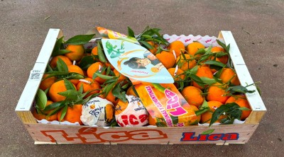 Foto Clementini Hernandina Calibro 2/3 Origine Spagna Marchio Lica 1