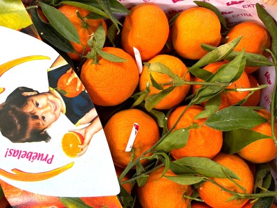 Foto Clementini Hernandina Calibro 2/3 Origine Spagna Marchio Lica 2