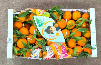 Foto Clementini Hernandina Calibro 2/3 Origine Spagna Marchio Lica 3