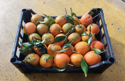 Foto Clementini Varietà Caffen Affogliato Calibro 1 Origine Italia Marchio Hilias        1