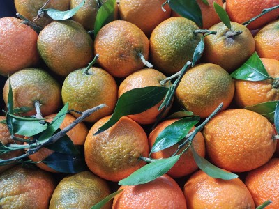 Foto Clementini Varietà Caffen Affogliato Calibro 1 Origine Italia Marchio Hilias        2