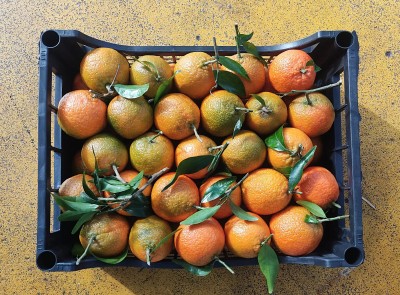 Foto Clementini Varietà Caffen Affogliato Calibro 1 Origine Italia Marchio Hilias        3