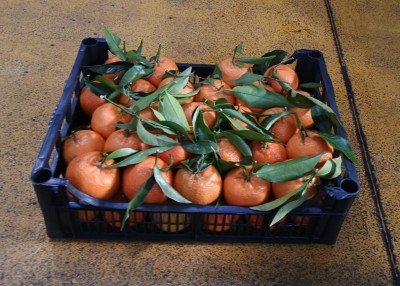 Foto Clementini varietà Hernandina calibro 1 Origine Italia Marchio Hilias 1