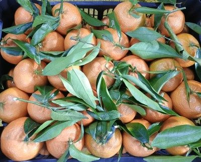 Foto Clementini varietà Hernandina calibro 1 Origine Italia Marchio Hilias 2