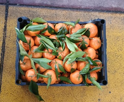 Foto Clementini varietà Hernandina calibro 1 Origine Italia Marchio Hilias 3