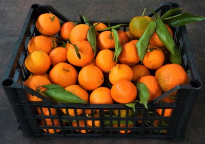 Foto Clementini Affogliato  Calibro 1/3  Origine Italia Marchio Agriroma      1