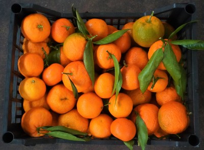 Foto Clementini Affogliato  Calibro 1/3  Origine Italia Marchio Agriroma      2