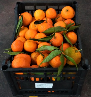 Foto Clementini Affogliato  Calibro 1/3  Origine Italia Marchio Agriroma      3