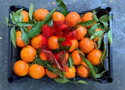 Foto Clementini Affogliati Calibro 1X Origine Italia Marchio Hilias         3
