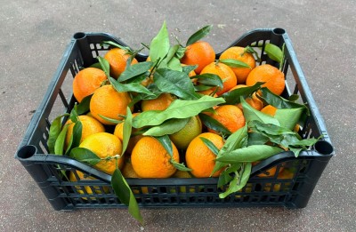 Foto Clementini Affogliati Varietà Hernandina Calibro 1x Origine Italia Marchio Hilias        1