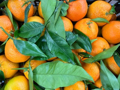 Foto Clementini Affogliati Varietà Hernandina Calibro 1x Origine Italia Marchio Hilias        2