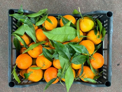 Foto Clementini Affogliati Varietà Hernandina Calibro 1x Origine Italia Marchio Hilias        3