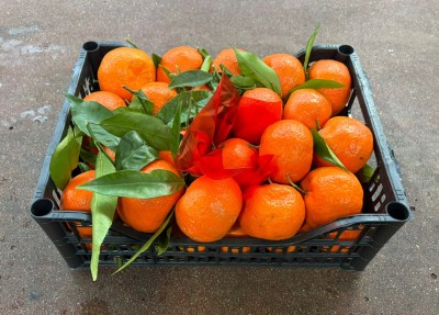 Foto Clementini Affogliati Calibro 1xx Origine Italia Marchio Hilias          1