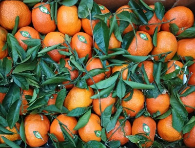 Foto Clementini Varietà Tango Gold Calibro 1xx Origine Spagna Marchio Chico  2