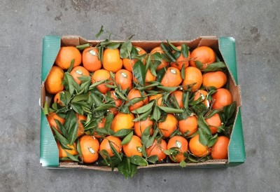 Foto Clementini Varietà Tango Gold Calibro 1xx Origine Spagna Marchio Chico  3