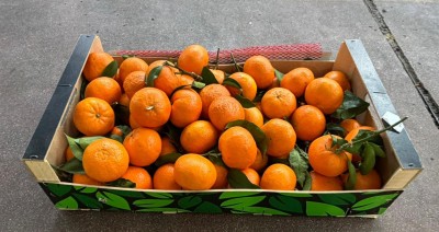 Foto Clementini Affogliati Origine Spagna Marchio Vitavega 1