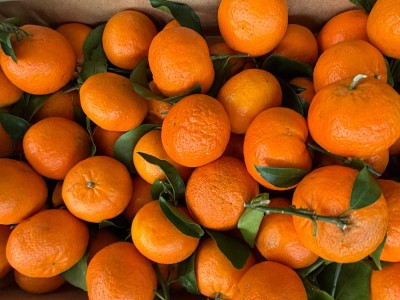 Foto Clementini Affogliati Origine Spagna Marchio Vitavega 2