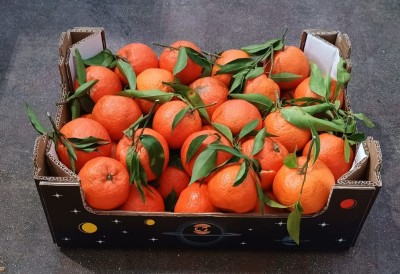 Foto Clementini Varietà Hernandina Calibro 1x Origine Italia Marchio Agricom 1