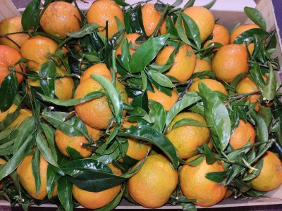 Foto Clementini Varietà Oronules Calibro 1 Origine Spagna Marchio Sant'Antonio 2