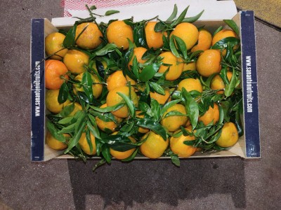 Foto Clementini Varietà Oronules Calibro 1 Origine Spagna Marchio Sant'Antonio 3