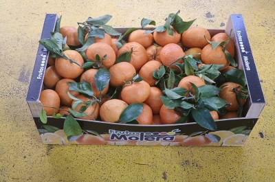 Foto Clementini Varietà Orri Origine Spagna Marchio Molera         1