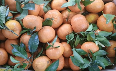 Foto Clementini Varietà Orri Origine Spagna Marchio Molera         2