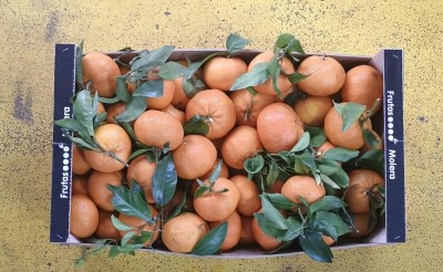 Foto Clementini Varietà Orri Calibro 1x Origine Spagna Marchio Molera  3