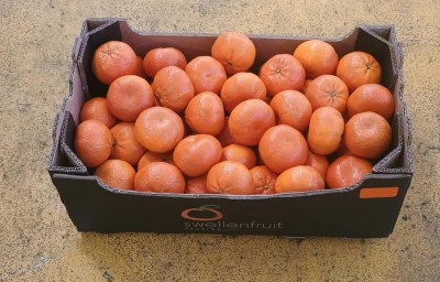 Foto Clementini Varietà Tango Calibro 1x Origine Sud Africa Marchio Swellen Fruit  1
