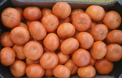 Foto Clementini Varietà Tango Calibro 1x Origine Sud Africa Marchio Swellen Fruit  2