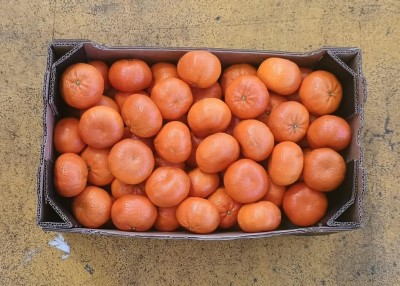 Foto Clementini Varietà Tango Calibro 1x Origine Sud Africa Marchio Swellen Fruit  3