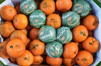 Foto Clementini  Varietà Nadorcott Calibro 1x Origine Marocco Marchio Blooming 2