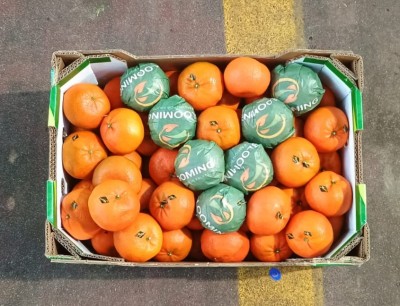 Foto Clementini  Varietà Nadorcott Calibro 1x Origine Marocco Marchio Blooming 3