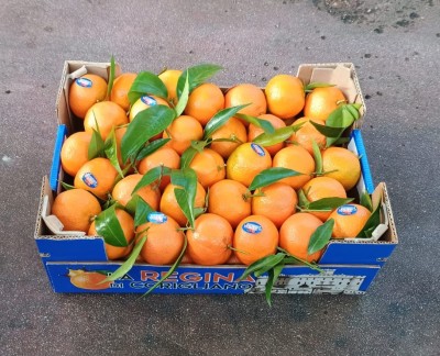 Foto Clementini Affogliati Calibro 1 Origine Italia Marchio La Regina di Corigliano  1