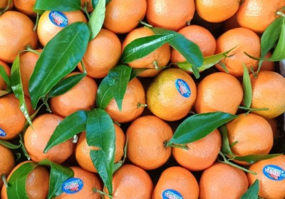 Foto Clementini Affogliati Calibro 1 Origine Italia Marchio La Regina di Corigliano  2