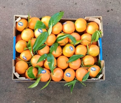 Foto Clementini Affogliati Calibro 1 Origine Italia Marchio La Regina di Corigliano  3