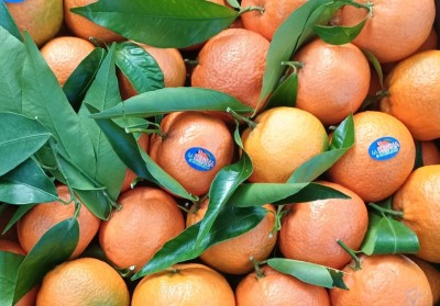 Foto Clementini Affogliati Calibro 1x Origine Italia Marchio La Regina di Corigliano        2