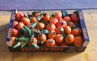 Foto Clementini Varietà Red Nadorcott Calibro 1 Origine Spagna Marchio Joyen  1