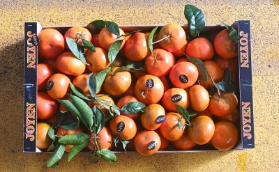 Foto Clementini Varietà Red Nadorcott Calibro 1 Origine Spagna Marchio Joyen  3