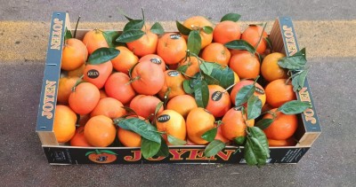 Foto Clementini Varietà Nadorcott Calibro 2 Origine Spagna Marchio Joyen  1