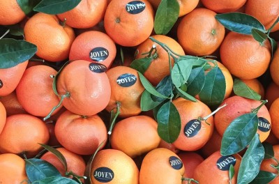 Foto Clementini Varietà Nadorcott Calibro 2 Origine Spagna Marchio Joyen  2