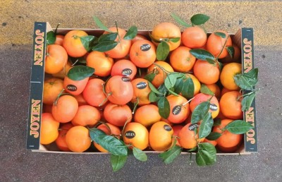 Foto Clementini Varietà Nadorcott Calibro 2 Origine Spagna Marchio Joyen  3