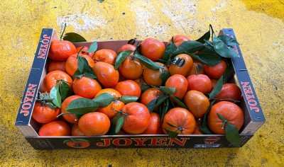 Foto Clementini Varietà Tango Gold Calibro 1x Origine Spagna Marchio Joyen 1