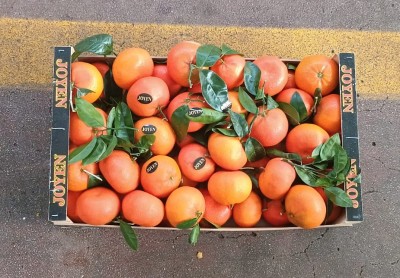 Foto Clementini Varietà Nadorcott Calibro 1x Origine Spagna Marchio Joyen  3